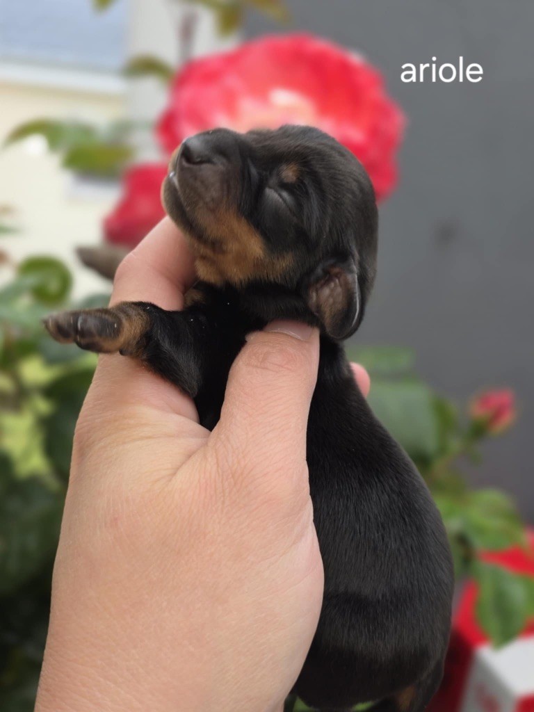 Le Royaume Des Minus Enchante - Chiots disponibles - Teckel poil ras