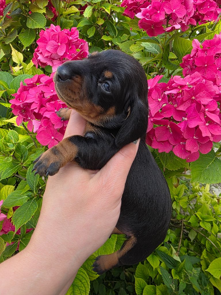 Le Royaume Des Minus Enchante - Chiots disponibles - Teckel poil ras