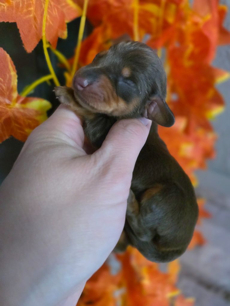 Le Royaume Des Minus Enchante - Chiots disponibles - Teckel poil ras