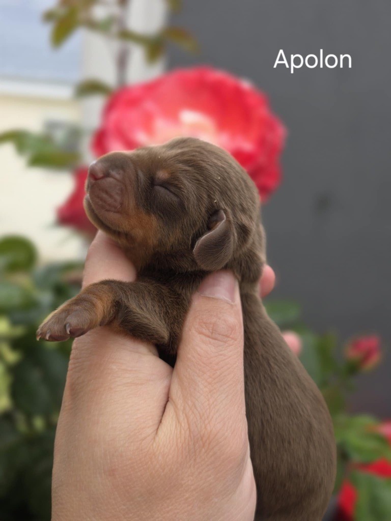 Le Royaume Des Minus Enchante - Chiots disponibles - Teckel poil ras