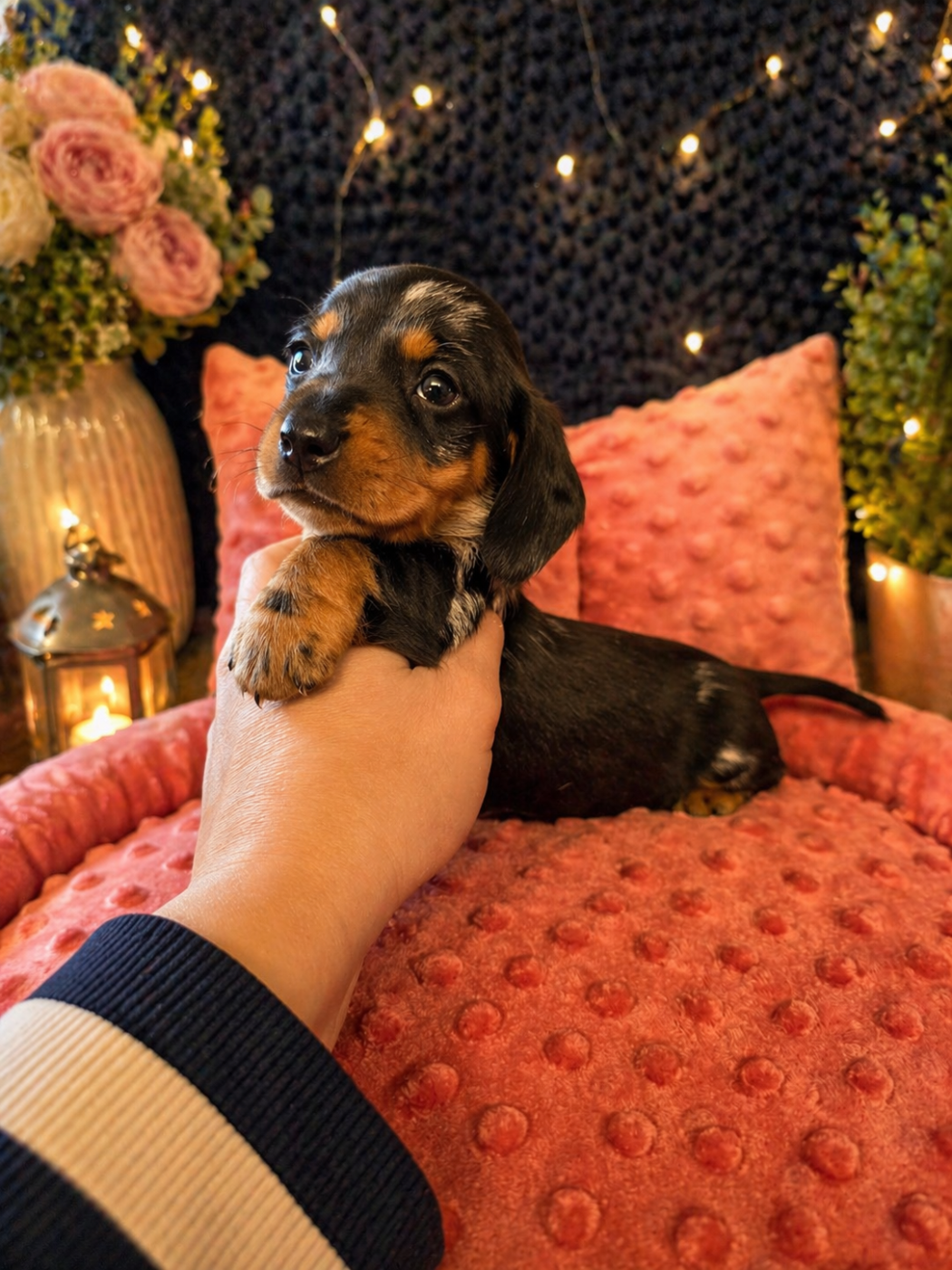 Le Royaume Des Minus Enchante - Chiots disponibles - Teckel poil ras