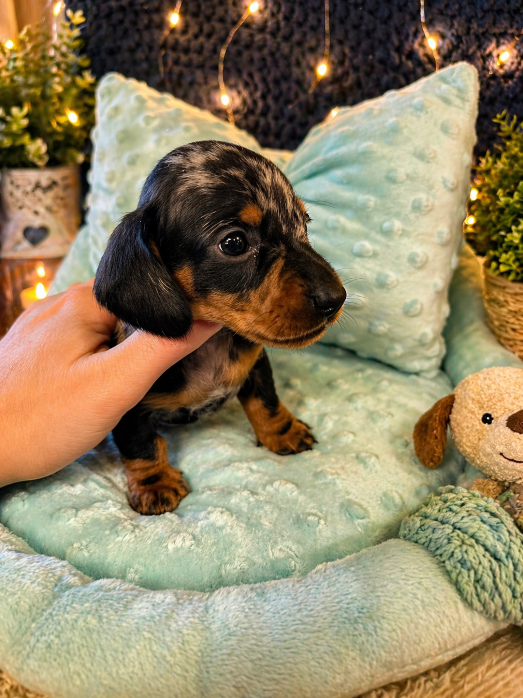 Le Royaume Des Minus Enchante - Chiots disponibles - Teckel poil ras