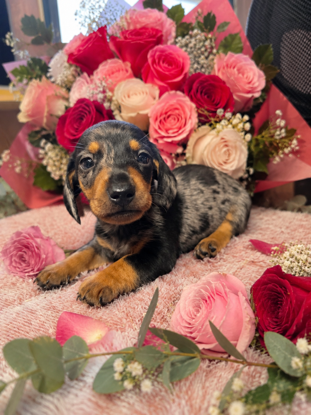 Le Royaume Des Minus Enchante - Chiots disponibles - Teckel poil ras