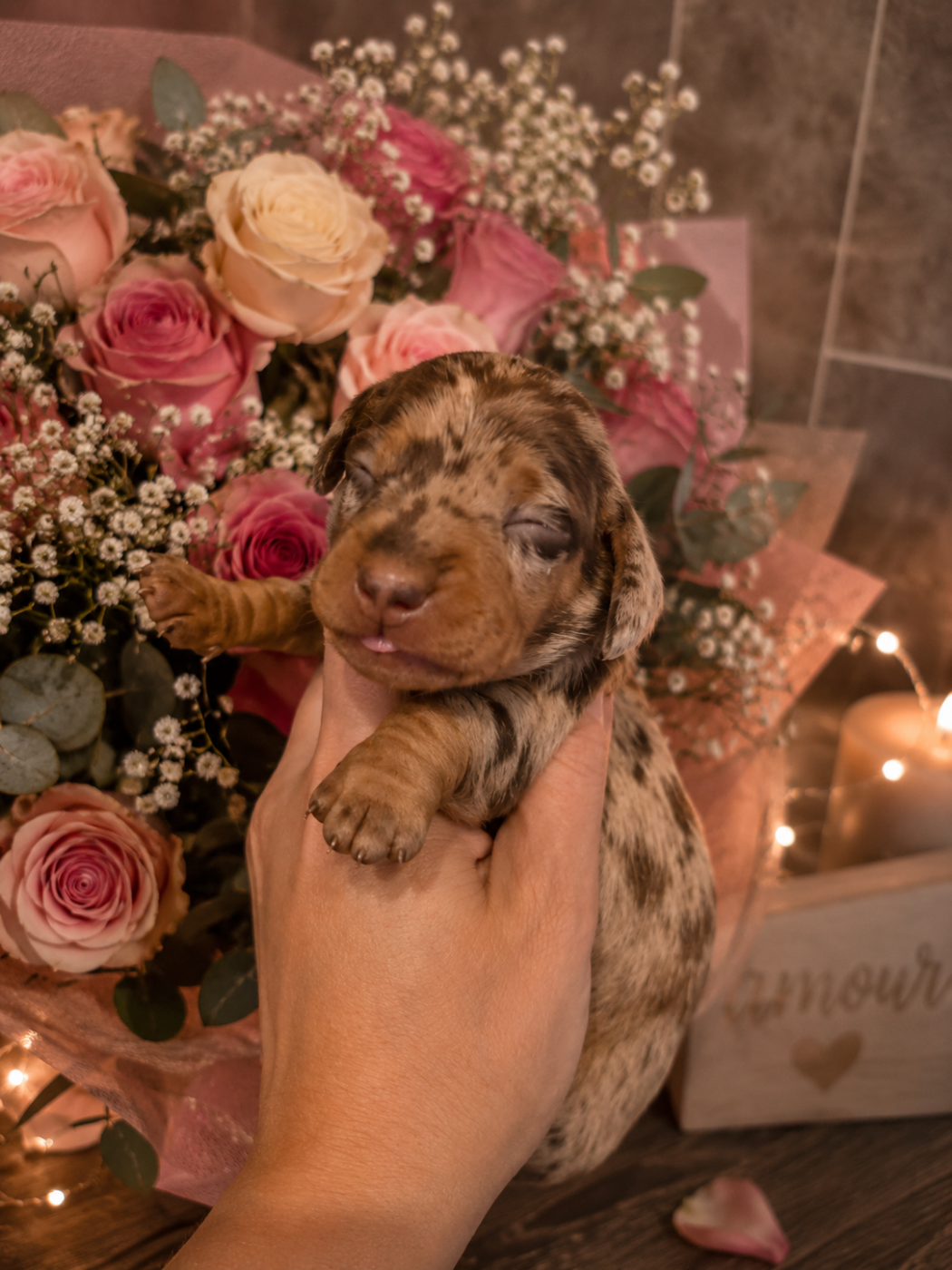 Le Royaume Des Minus Enchante - Chiots disponibles - Teckel poil ras