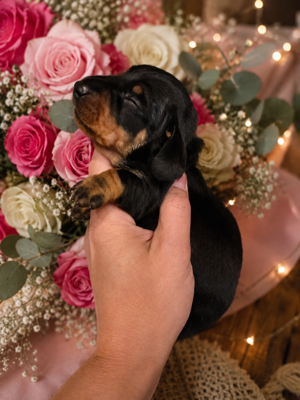 Le Royaume Des Minus Enchante - Chiots disponibles - Teckel poil ras