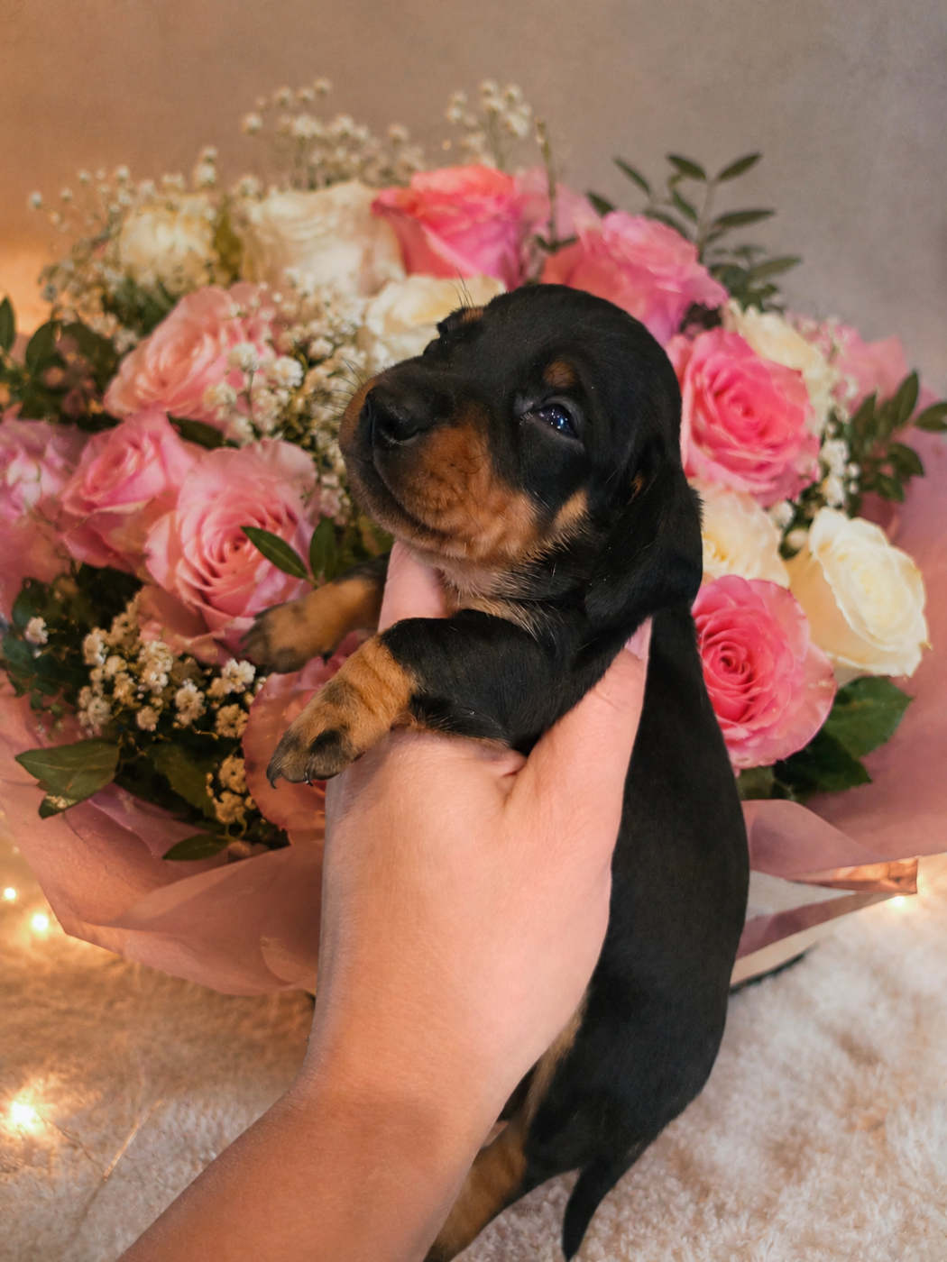 Le Royaume Des Minus Enchante - Chiots disponibles - Teckel poil ras