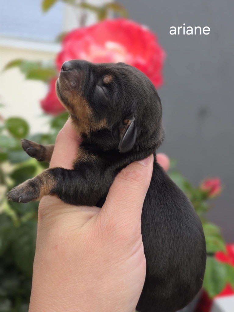 Le Royaume Des Minus Enchante - Chiots disponibles - Teckel poil ras
