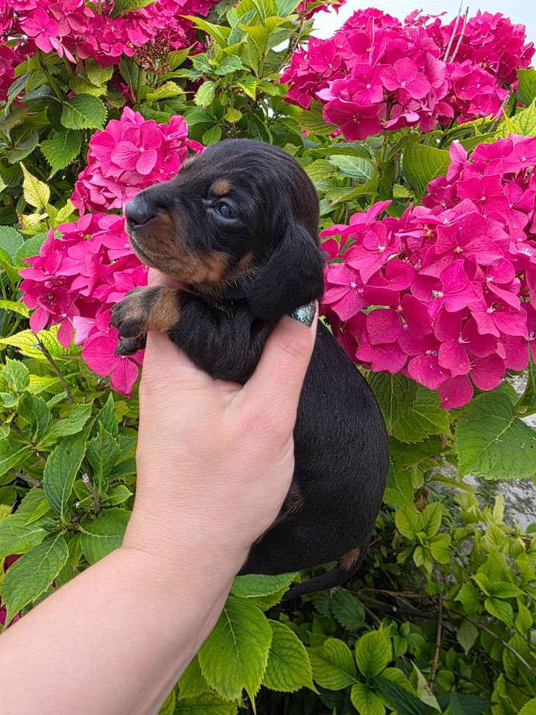 Le Royaume Des Minus Enchante - Chiots disponibles - Teckel poil ras