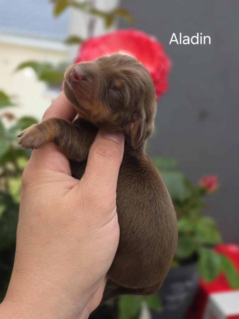Le Royaume Des Minus Enchante - Chiots disponibles - Teckel poil ras
