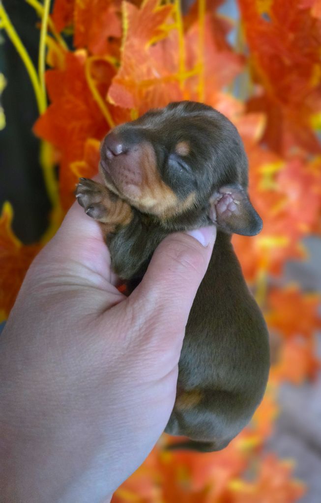 Le Royaume Des Minus Enchante - Chiots disponibles - Teckel poil ras