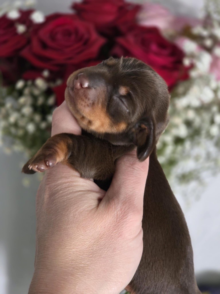 Le Royaume Des Minus Enchante - Chiots disponibles - Teckel poil ras