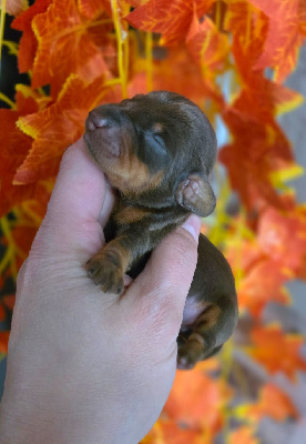 CHIOT 3