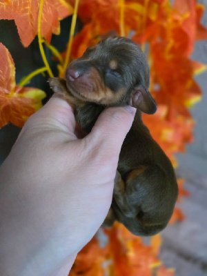 CHIOT 2