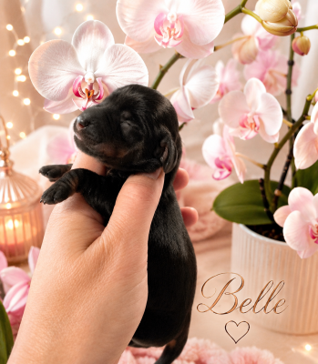 BELLA