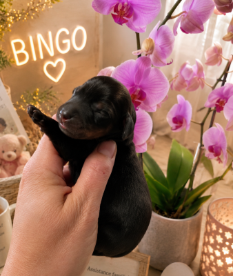 BINGO