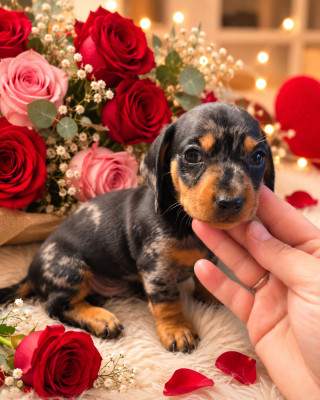 Biscuit