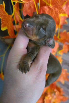 CHIOT 4