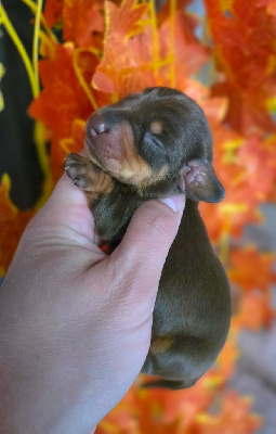 CHIOT 1