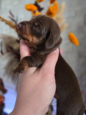 CHIOT 5