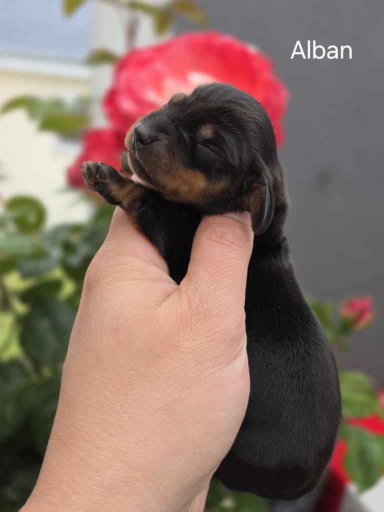 Le Royaume Des Minus Enchante - Chiots disponibles - Teckel poil ras