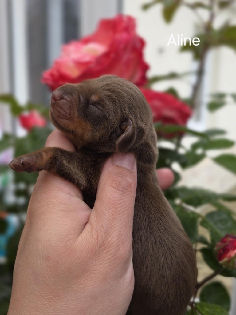 Le Royaume Des Minus Enchante - Chiots disponibles - Teckel poil ras