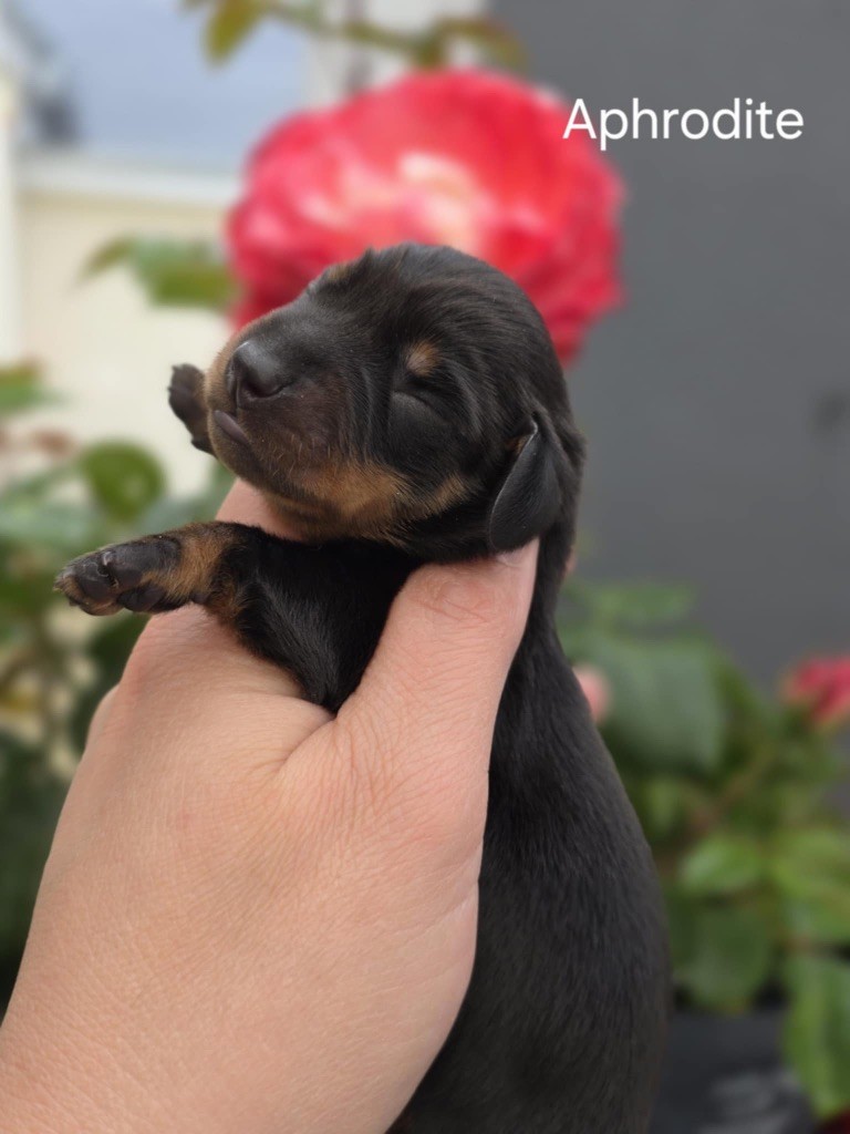 Le Royaume Des Minus Enchante - Chiots disponibles - Teckel poil ras